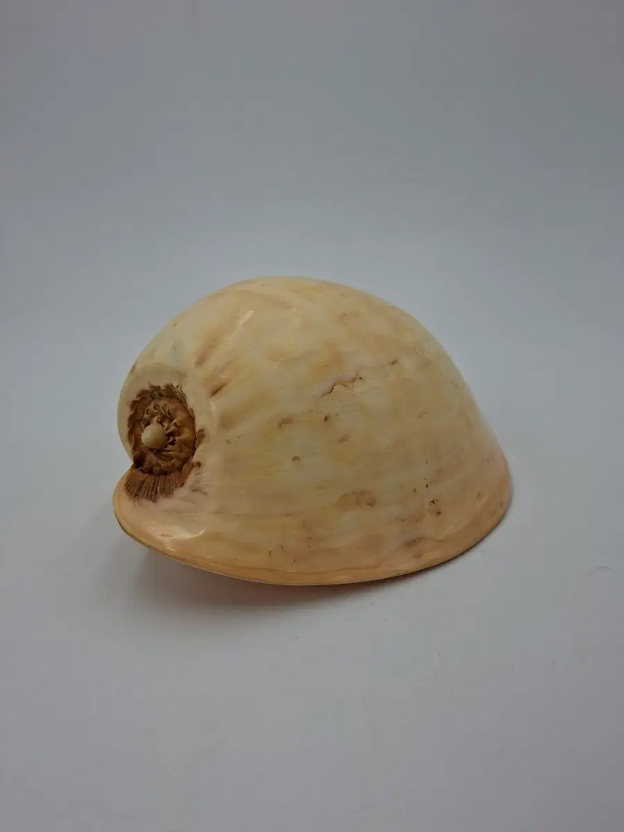 대형 멜론고둥 천연 조개 오브제