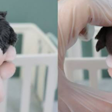 전독시 콩알중독 5cm 불가사리 바디 솜인형 원가 판매