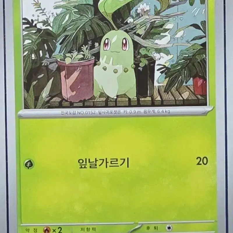 포켓몬 카드 치코리타 베이리프 샤로다 일관 판매