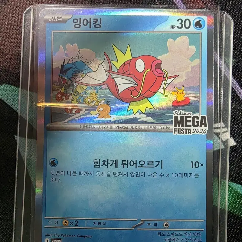포켓몬카드 잉어킹 메가페스타 2026 프로모