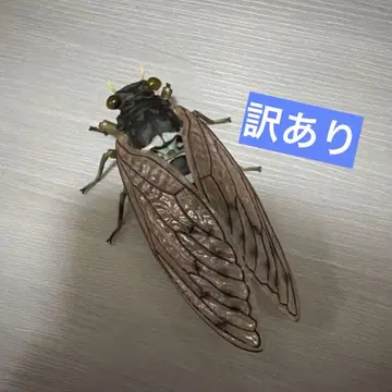 생물대도감 어드밴스 매미01 민민매미 피규어 하자품