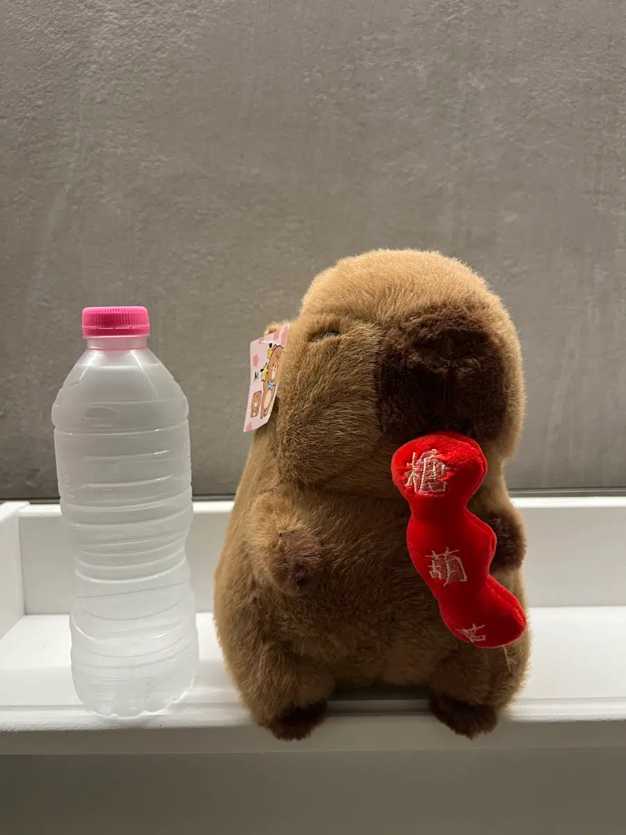 탕후루 카피바라 인형 - 탕후루 먹는 카피바라 보신적 있으십니까?