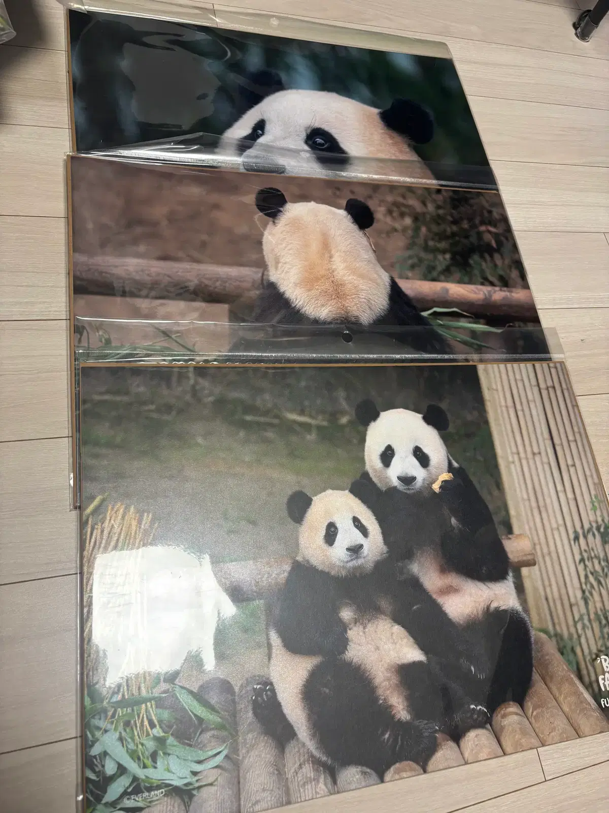 푸바오 포스터 (일괄판매)