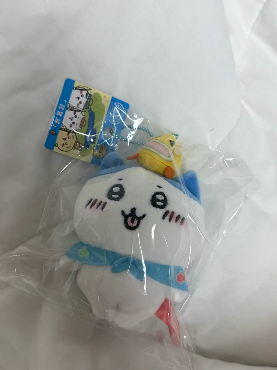 치이카와 비와코 한정 하치와레