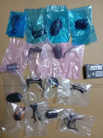 생물대도감 사슴벌레 11 가샤폰 4종 세트