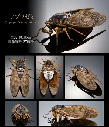 생물대도감 어드밴스 매미02 참매미