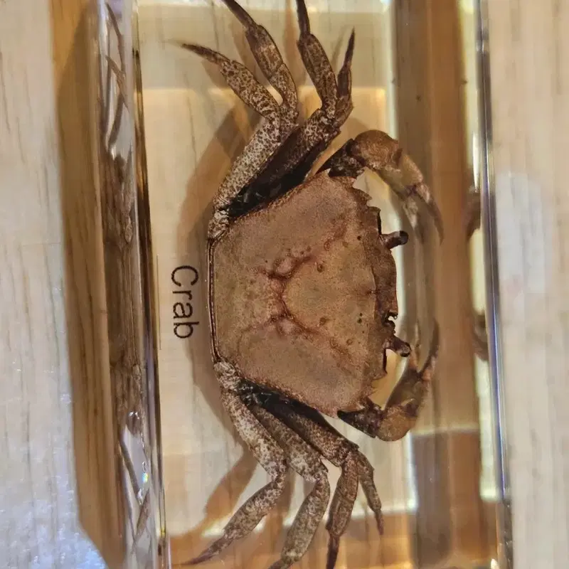 꽃게 레진 표본