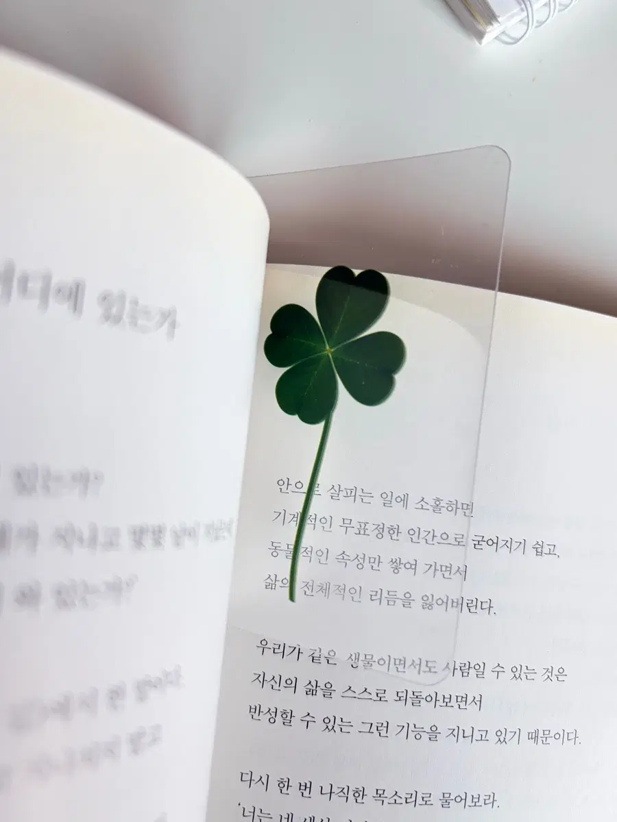 클로버 북마크 10장 (생화아님)