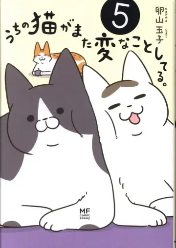 KADOKAWA MF 코믹 에세이 타마야마 타마코 우리 집 고양이가 또 이상한 짓을 해. 5