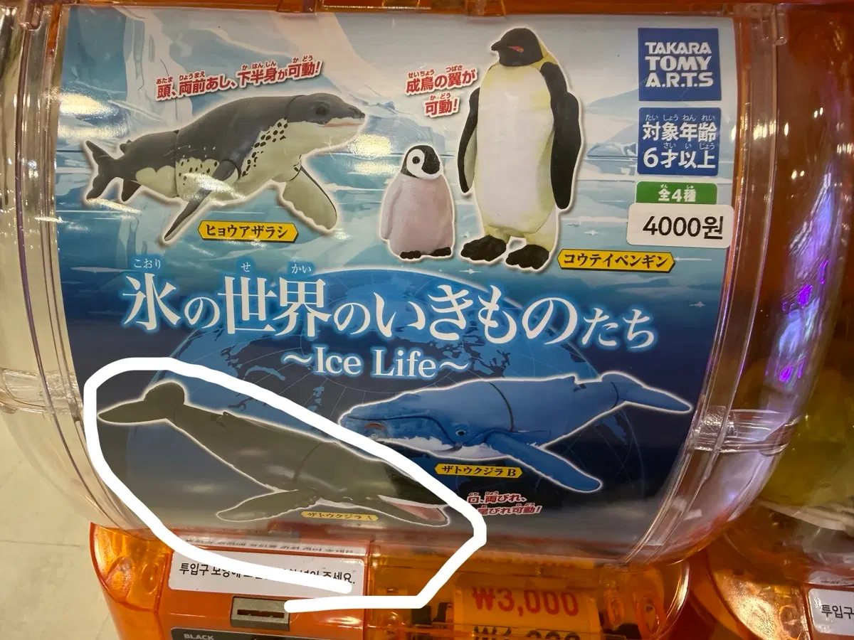 해양생물 가챠