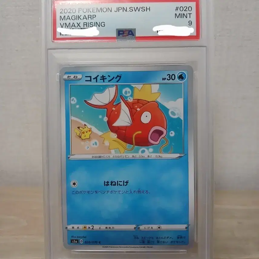 포켓몬카드 일판 카나헤이 잉어킹 PSA 9