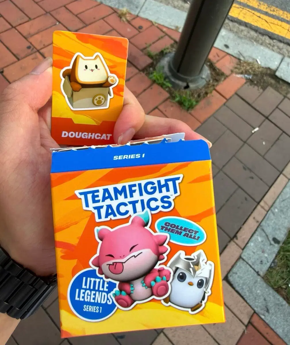 롤체 맛냥이