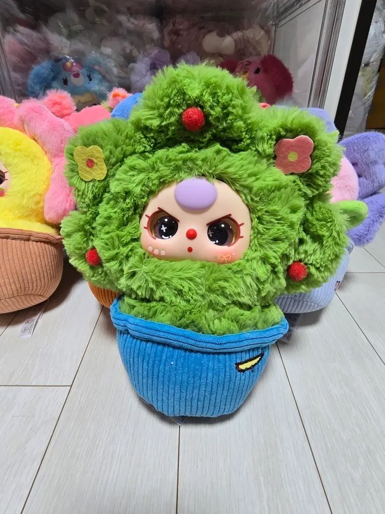베이비쓰리 화분 시크릿포함 일괄