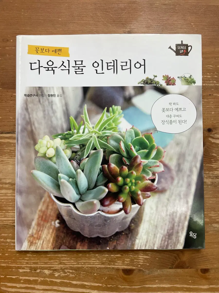 꽃보다 예쁜 다육식물 인테리어