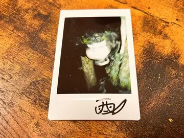 다이니 그룹 인형섬