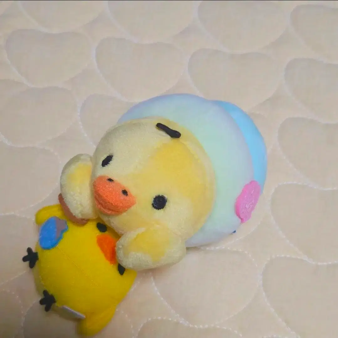 할인! 리락쿠마 소라게 키이로이토리 수족관 아쿠아리움
