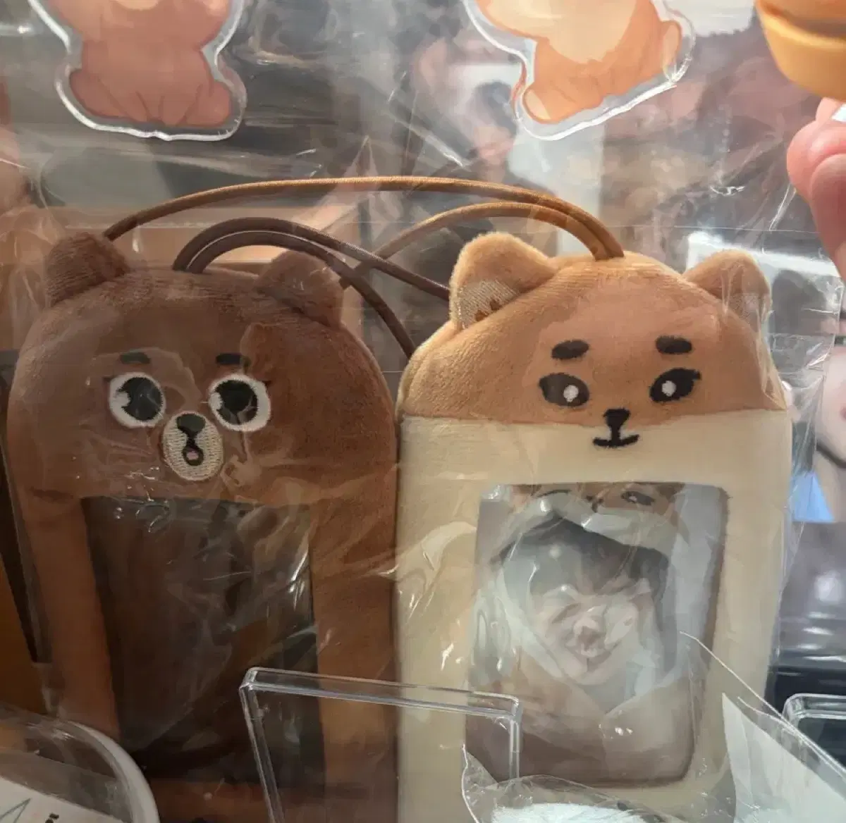 데이식스 MD 폭풍 일괄