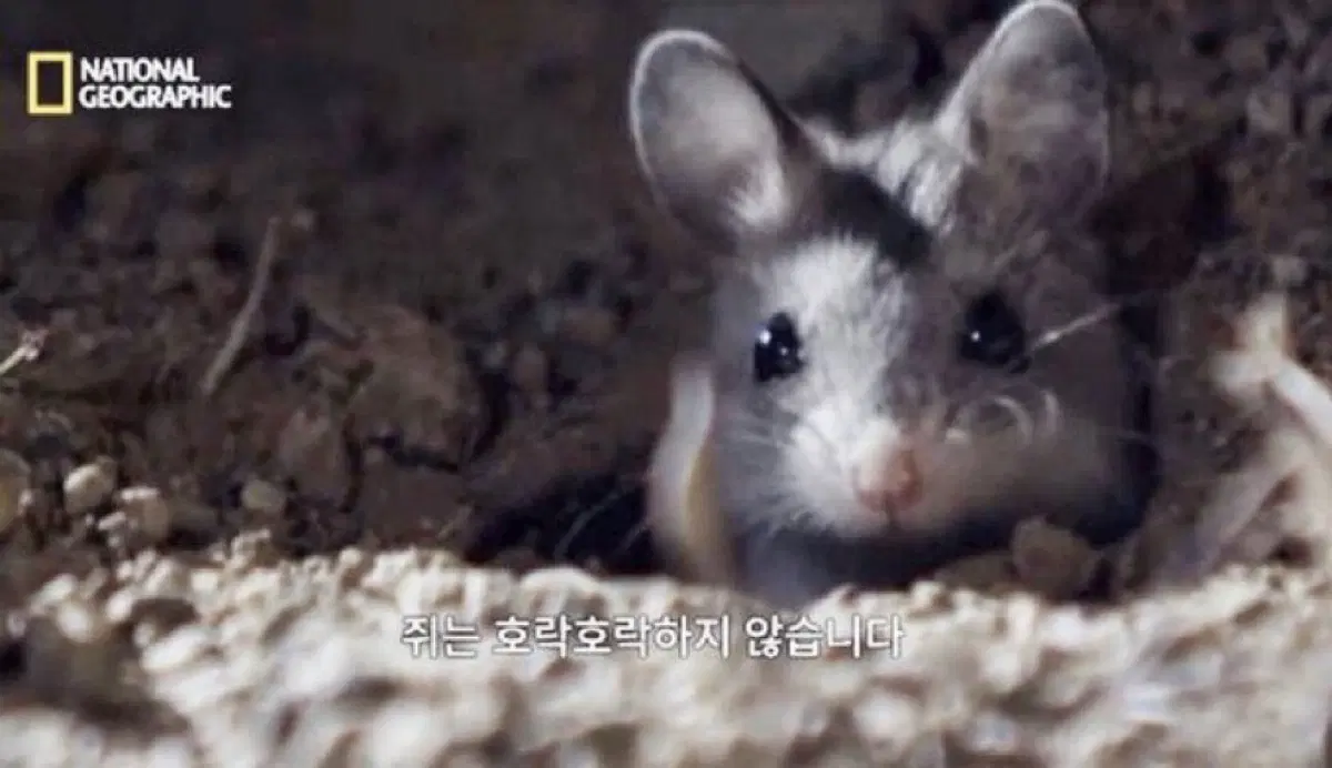 민음사 빵 책갈피 폭풍의 언덕 사랑에 대하여 레미제라블I (가능하면 변신 동물농장도) 구해요