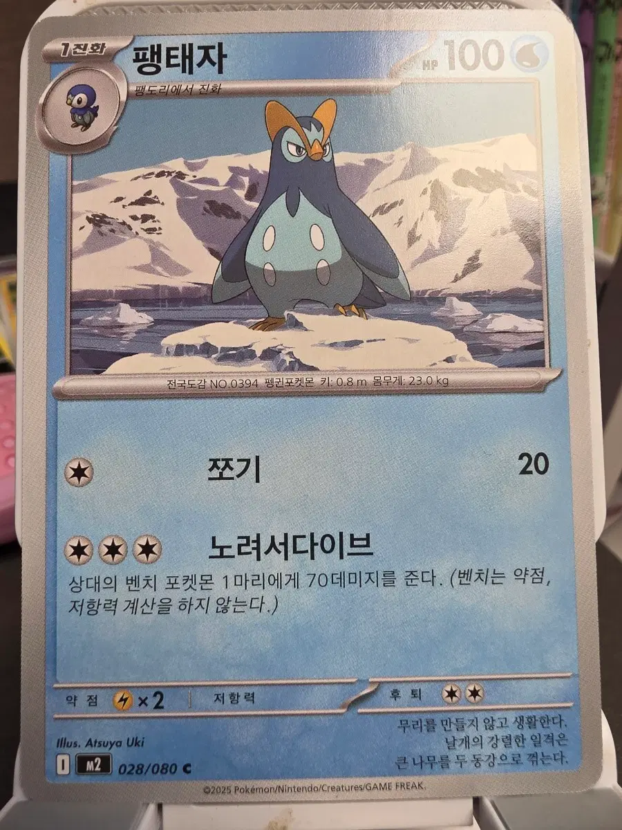 포켓몬카드 팽태자