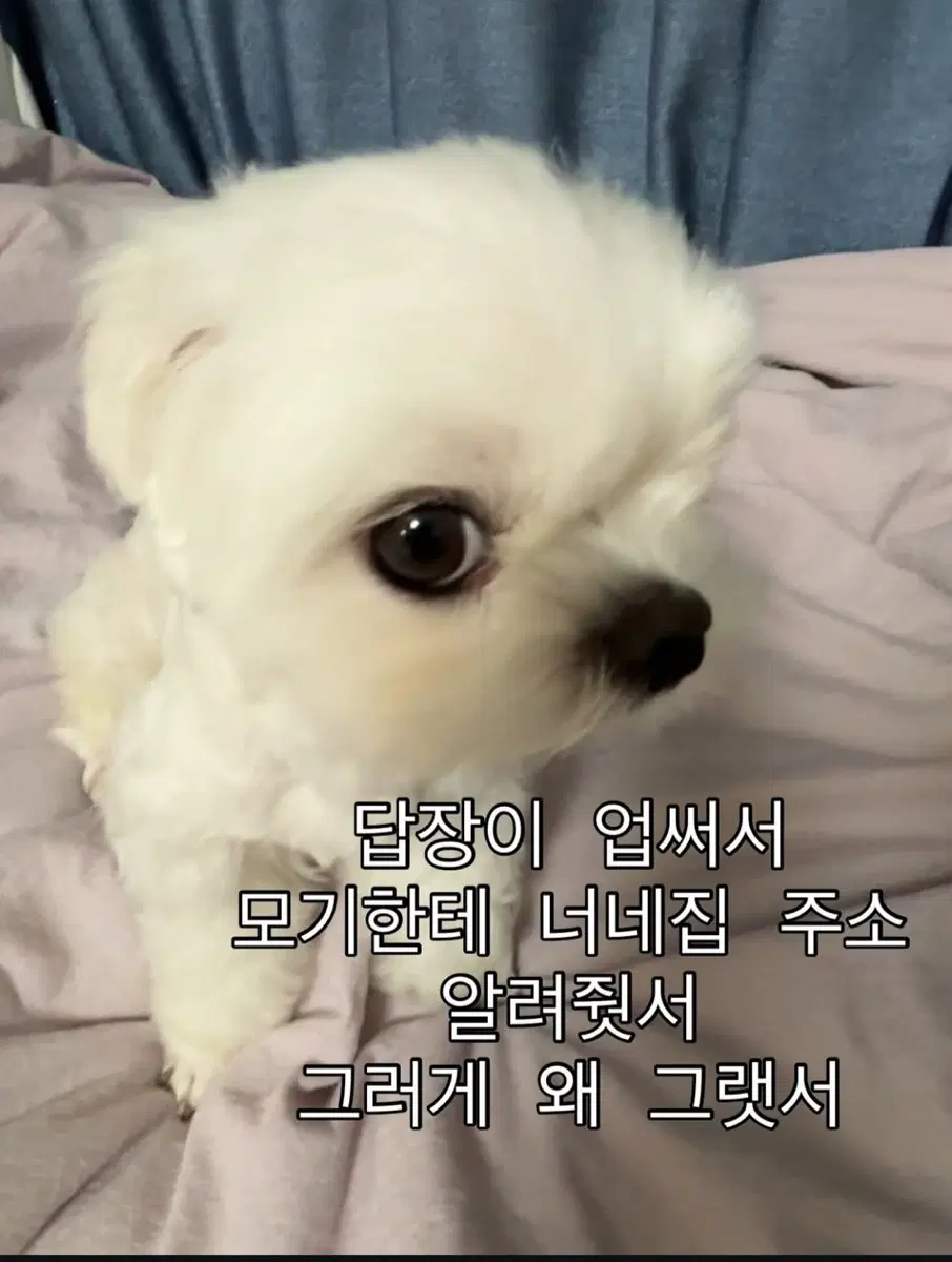 아이폰17프로 256 오렌지색상