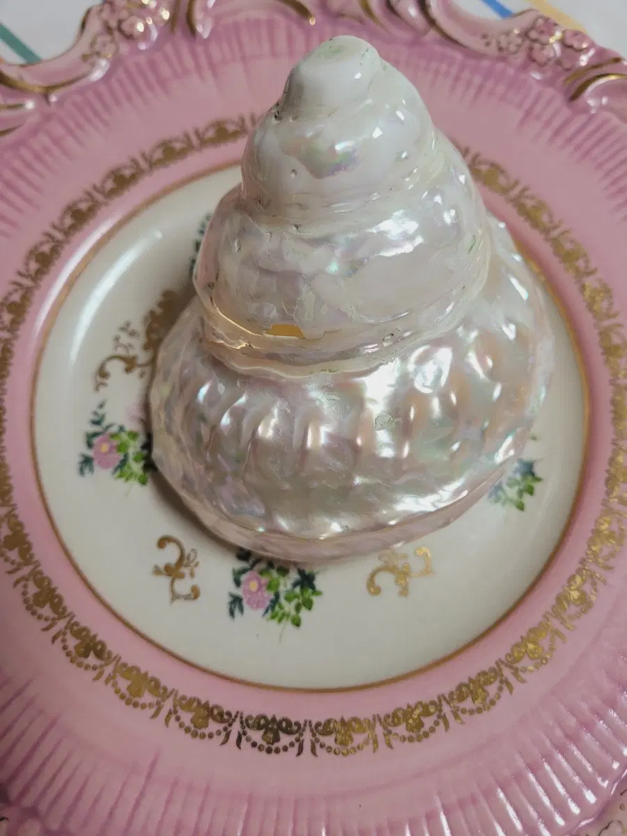 수입 프랑스 씨쉘 소라