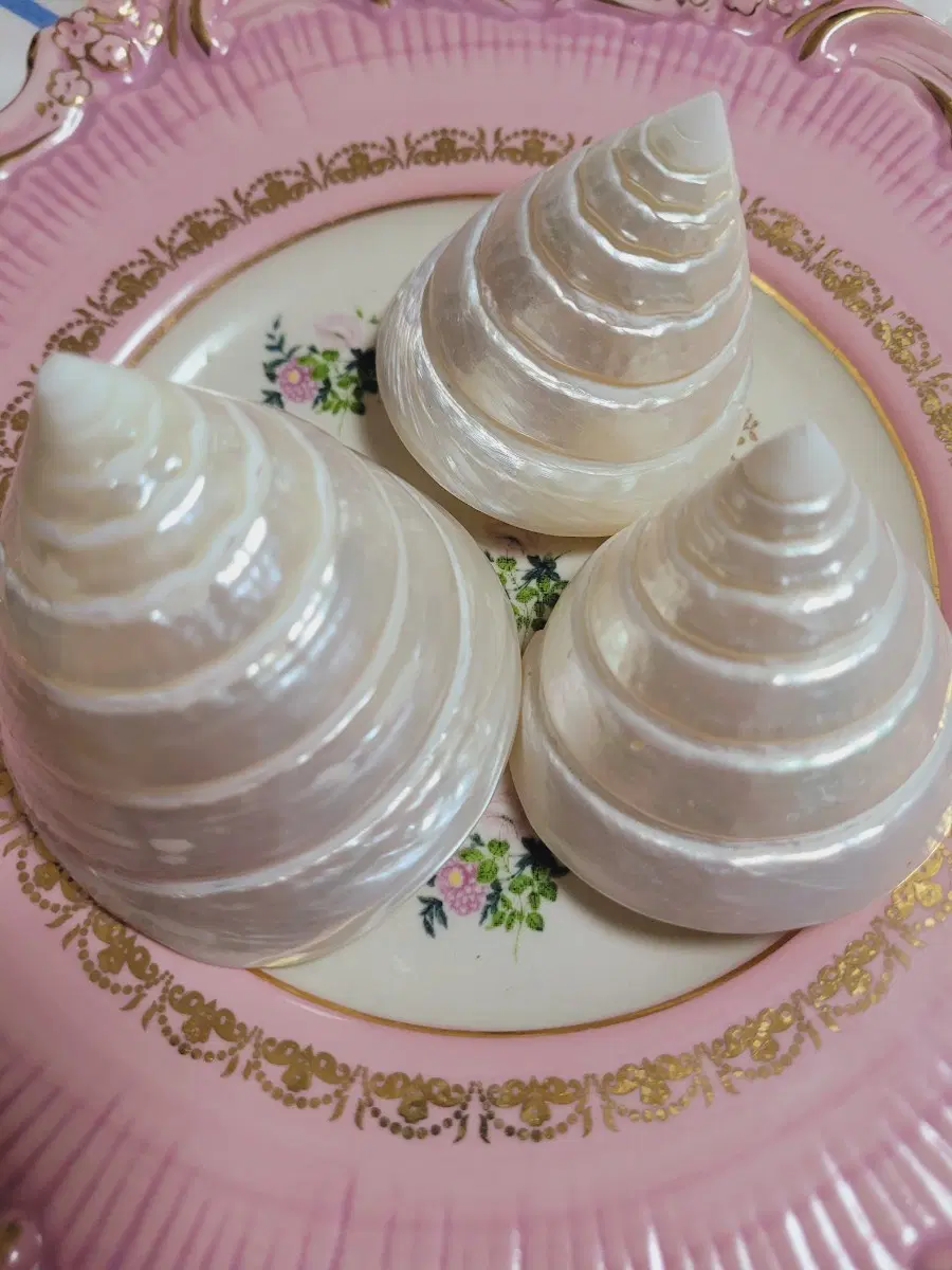 수입 프랑스 씨쉘