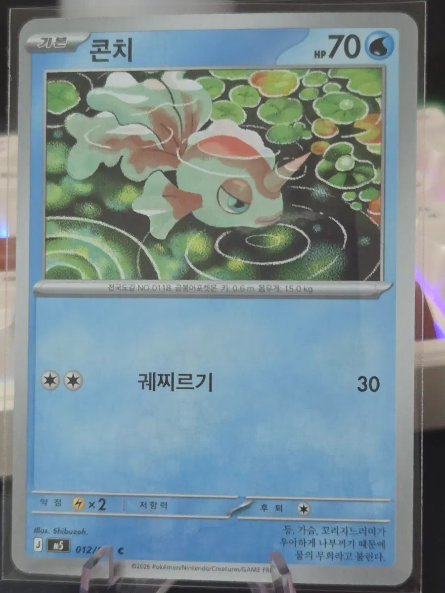 포켓몬카드 콘치