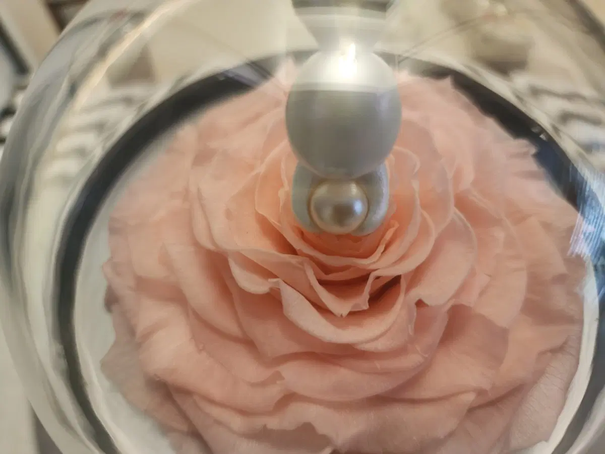 로즈온니 핑크 장미 영생화 진주 토끼 샤오잔 중국