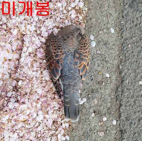 천진우 - 귀천 (미개봉, CD)