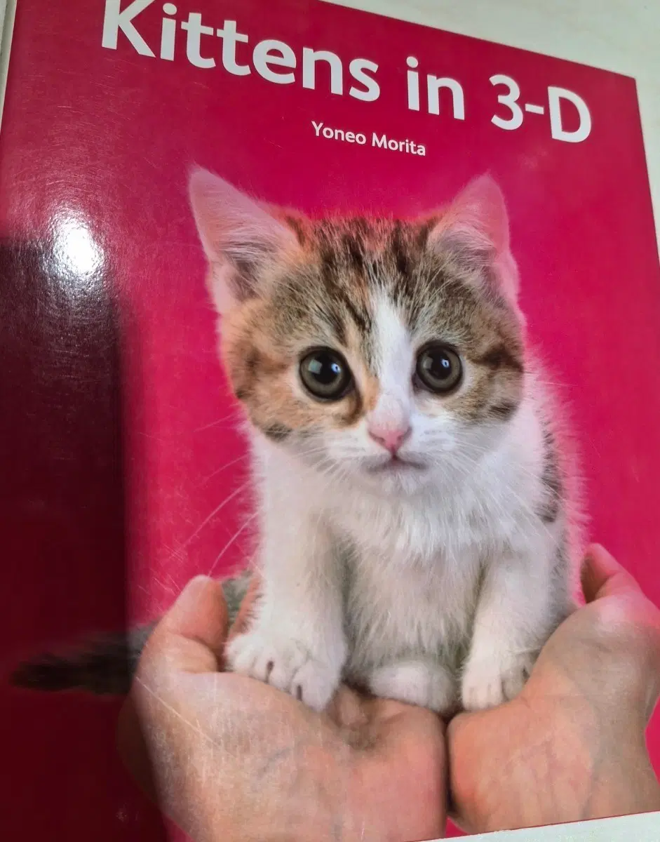 Kittens in 3-D