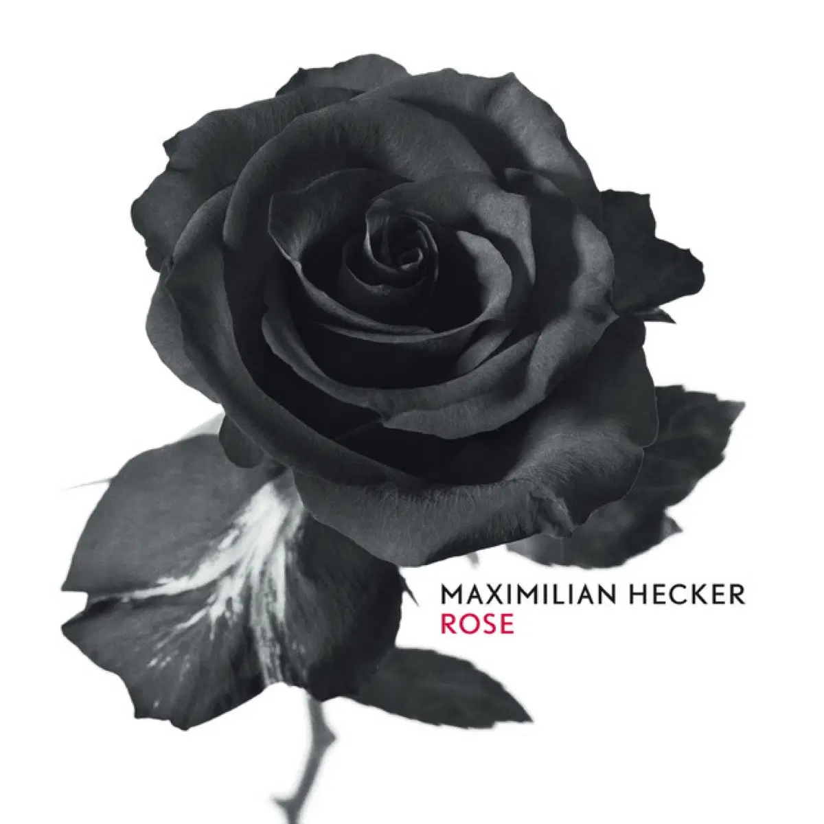 막시밀리언 헤커 Rose 앨범 시디 CD