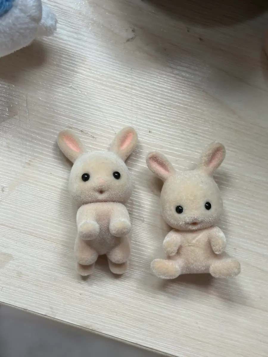 실바니안 밀크토끼