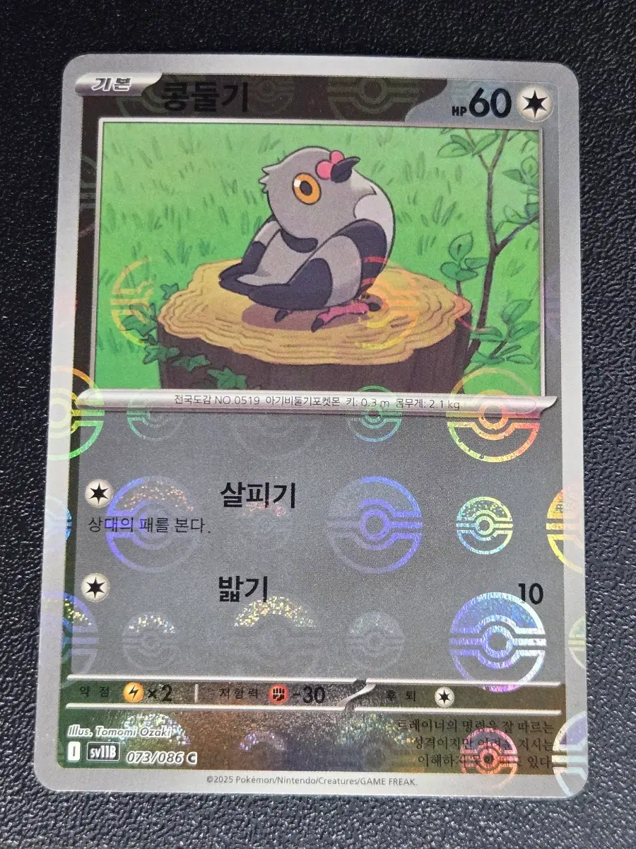콩둘기 몬스터볼 홀로