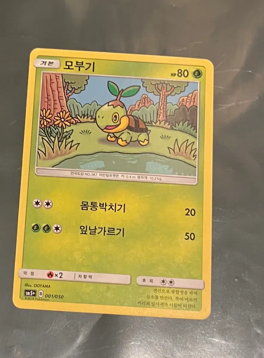 포켓몬카드 모부기
