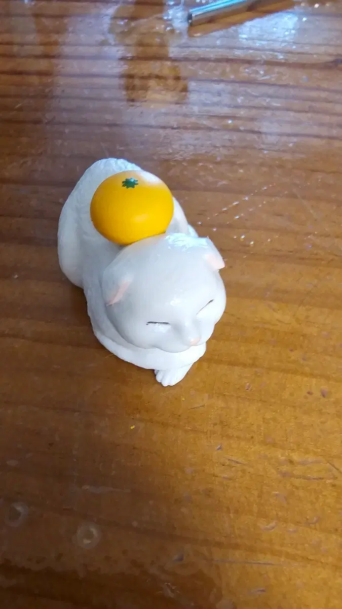귤 고양이