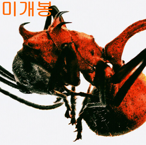 큐엠 (QM) - 개미 (미개봉, CD)