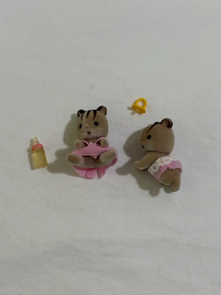 실바니안 아기 호두 다람쥐 쌍둥이