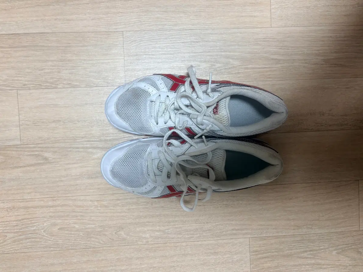 로테리브레 255 체대입시화