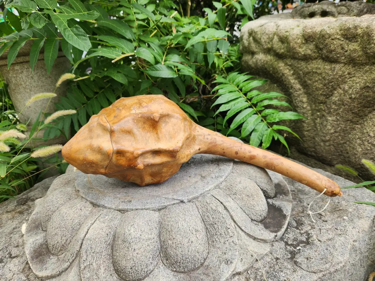 도깨비방망이 박  마란카 박(Maranka Gourd)