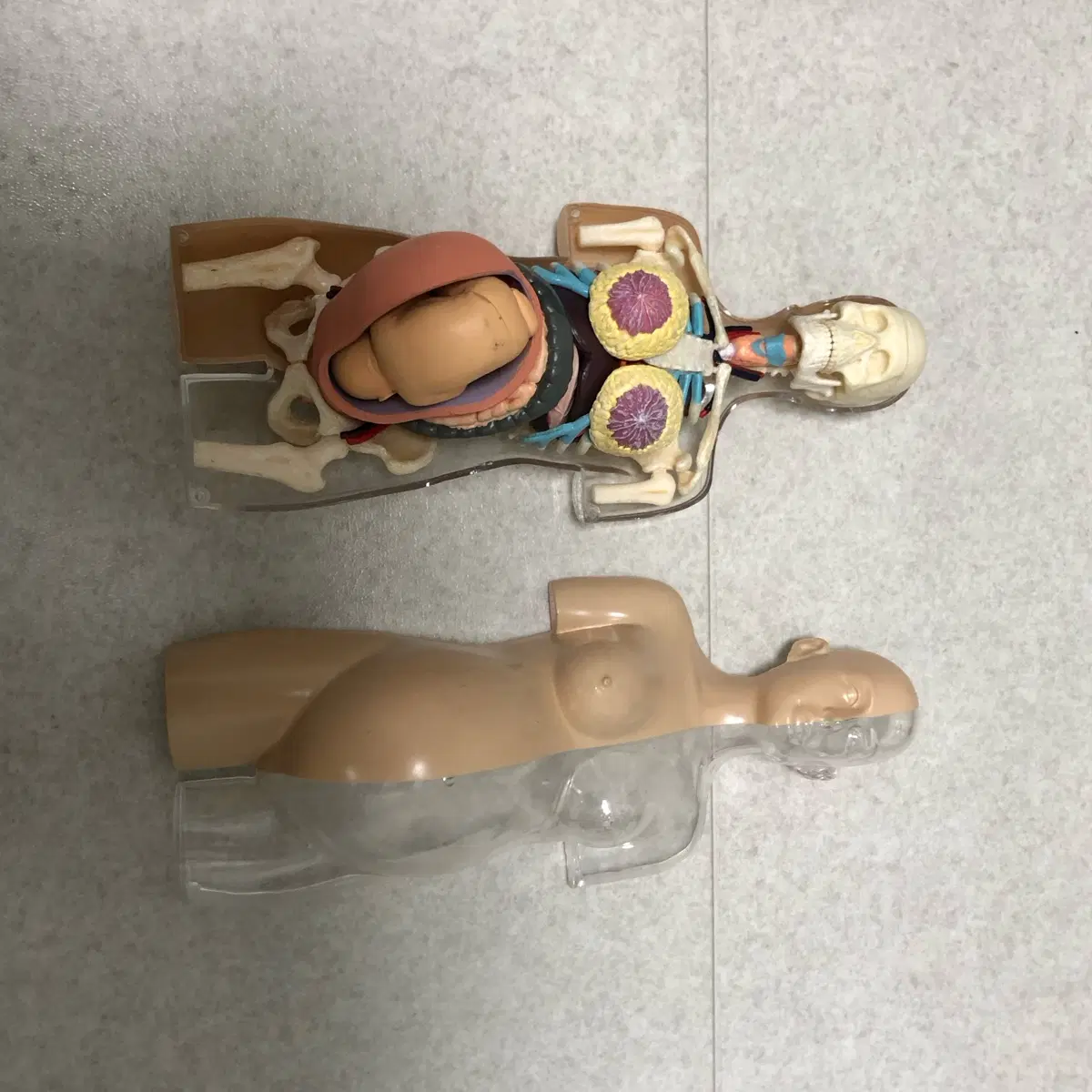인체 모형 해부학 교육용 토르소(임산부)