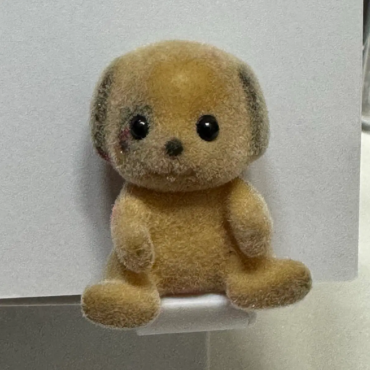 올드실바니안 1985년 초기 아기 강아지