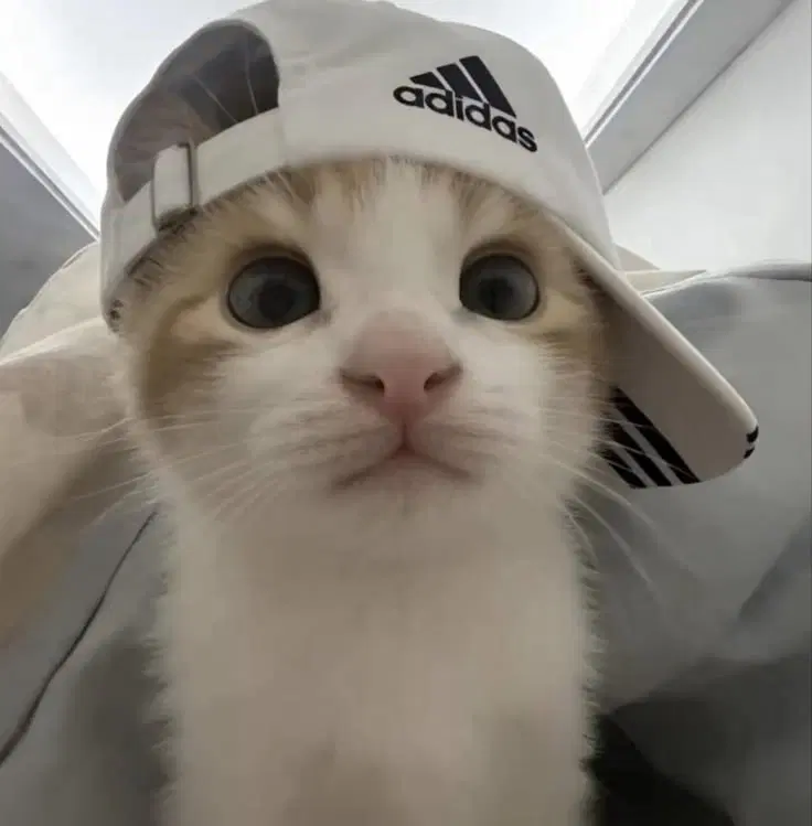 인형 나눔합니다