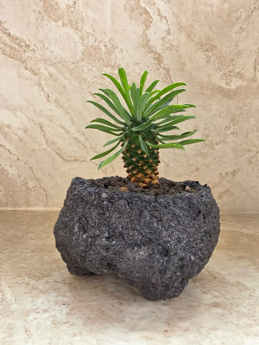 괴마옥