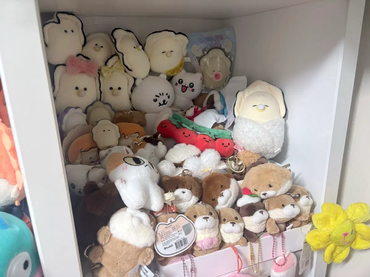 츠부라나 굴 인형 일괄 판매