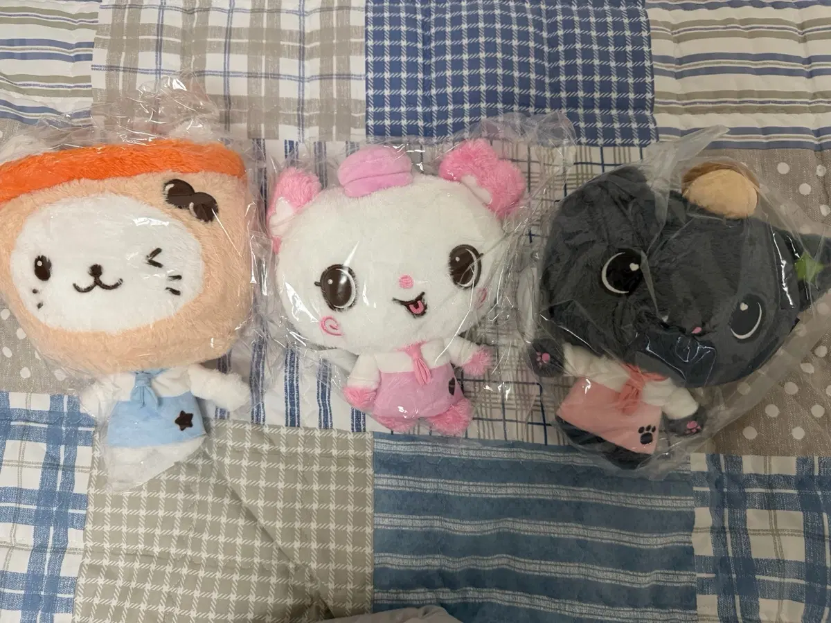 엔시티위시 위시파티시에