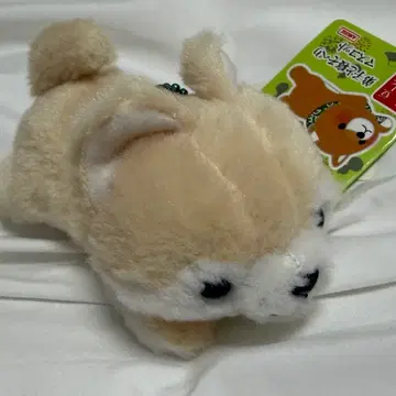 アミューズポテウサマメシバ