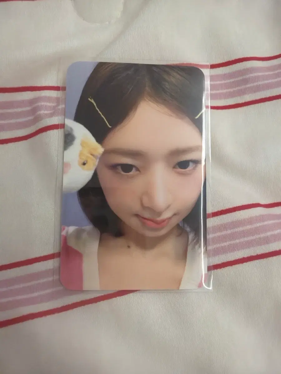 아이브 레이 에버랜드 입장 포카