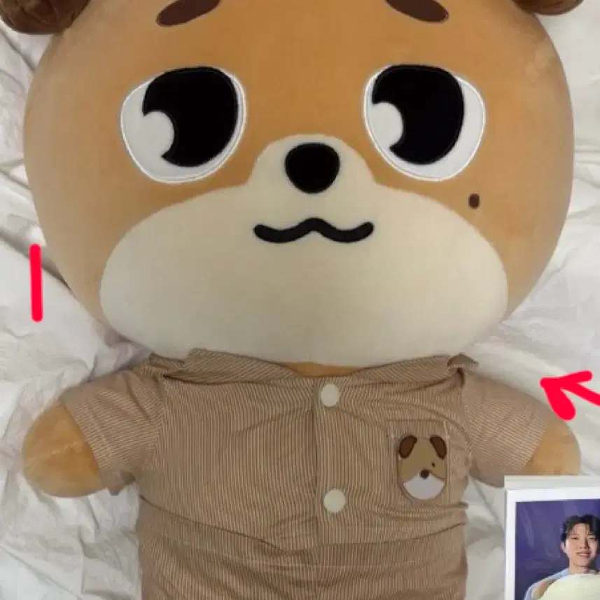 데이식스 자멀 옷포함 폴라포함 자이언트데니멀즈 돈