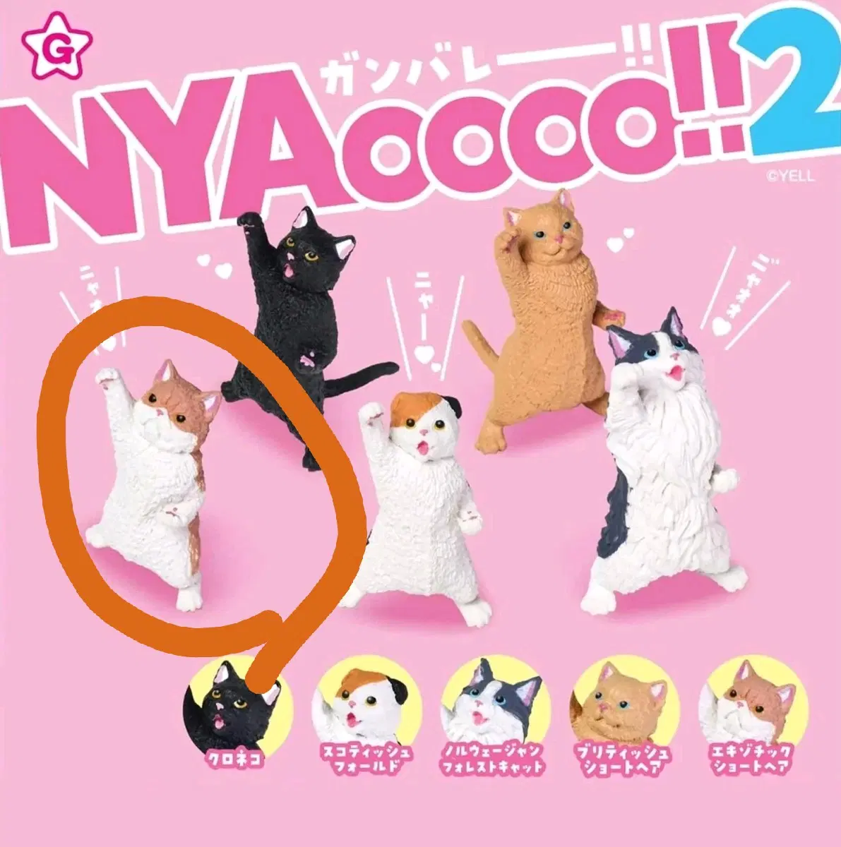 고양이 가챠