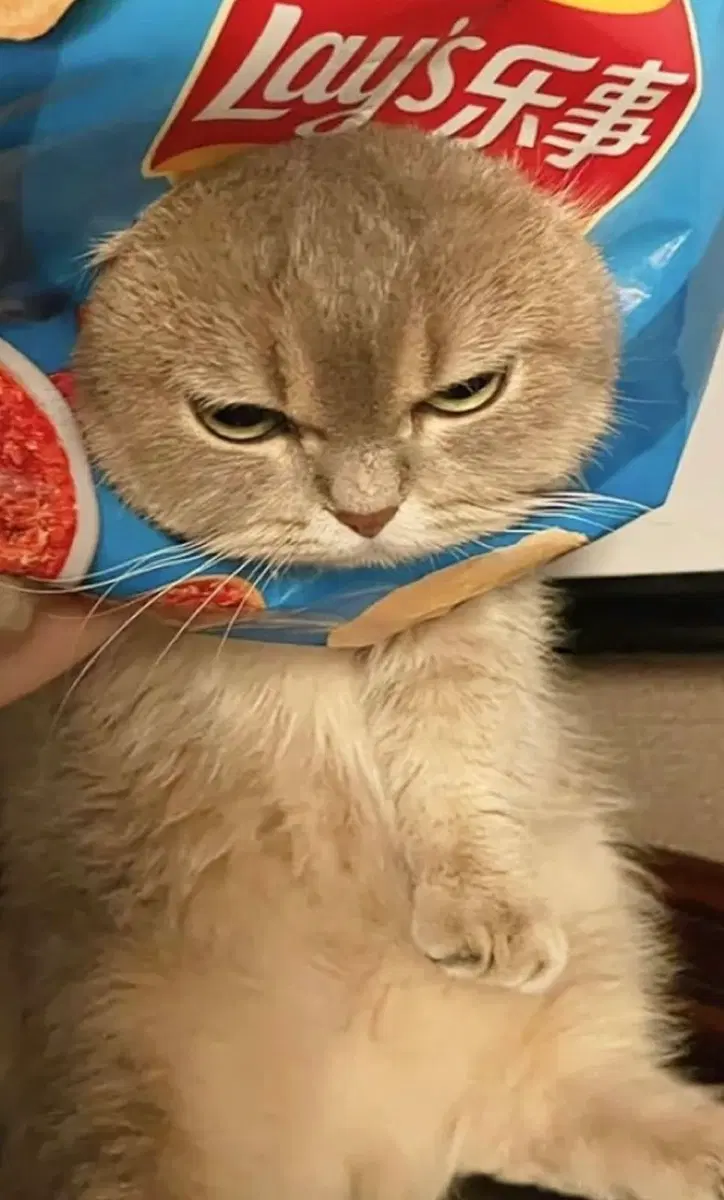 랏코 우사기